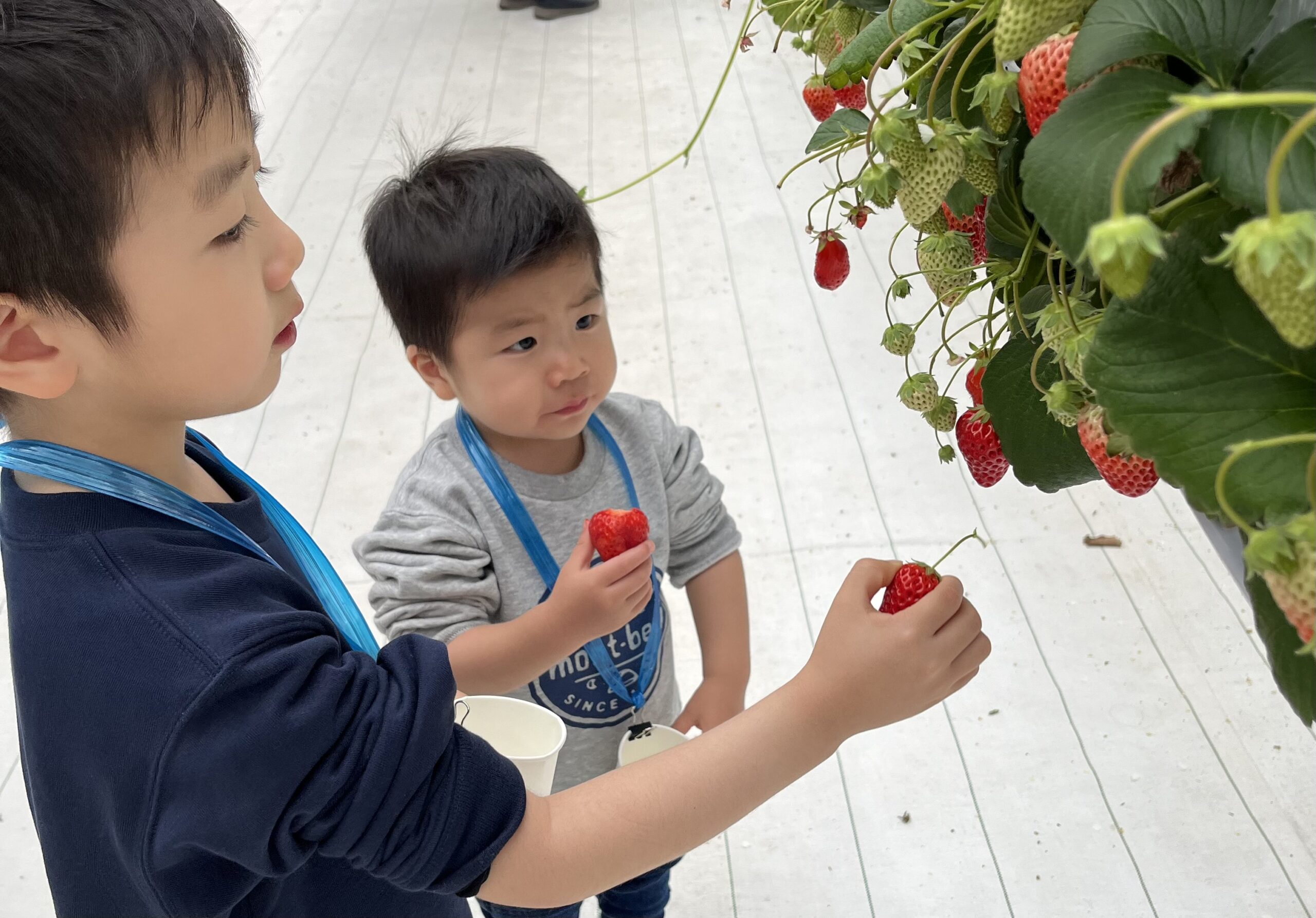 土地探しは「高級イチゴ狩り」に似ている？